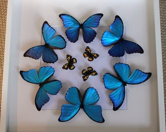 8 x 10 Real Exotic Butterfly Display.