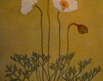 Vintage - Anconit Alps - Colombine Alpine Flower Alpine Poppy Lithographs - vibrant print - Spring pick me up- Garden print - 2 sided