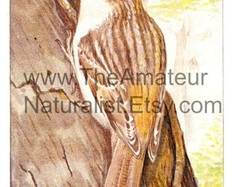 Vintage Bird Illustration, Brown Creeper, Antique Print, Digital Download