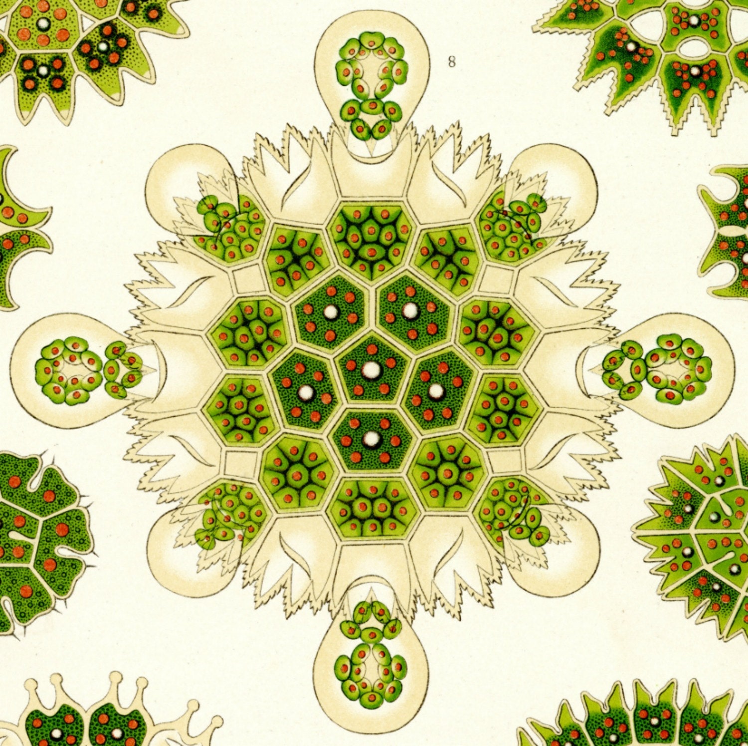 Algae Drawing Green Algae Green Drawing Haeckel Drawing