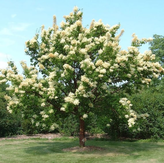 Syringa Reticulata 25 Seeds Ivory Silk Japanese tree lilac