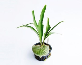 Rare Staghorn Fern Platycerium " Dawboy " by Joinflower Joinfolia