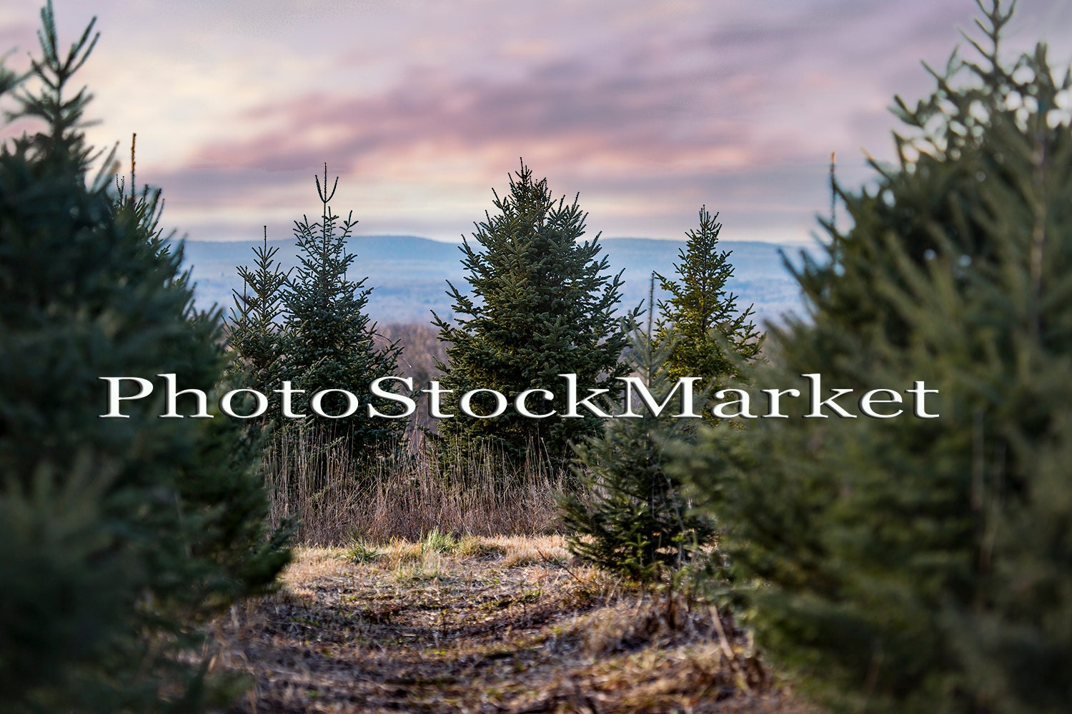 christmas tree farm 2 digital background new england christmas tree farm 2 digital background new england