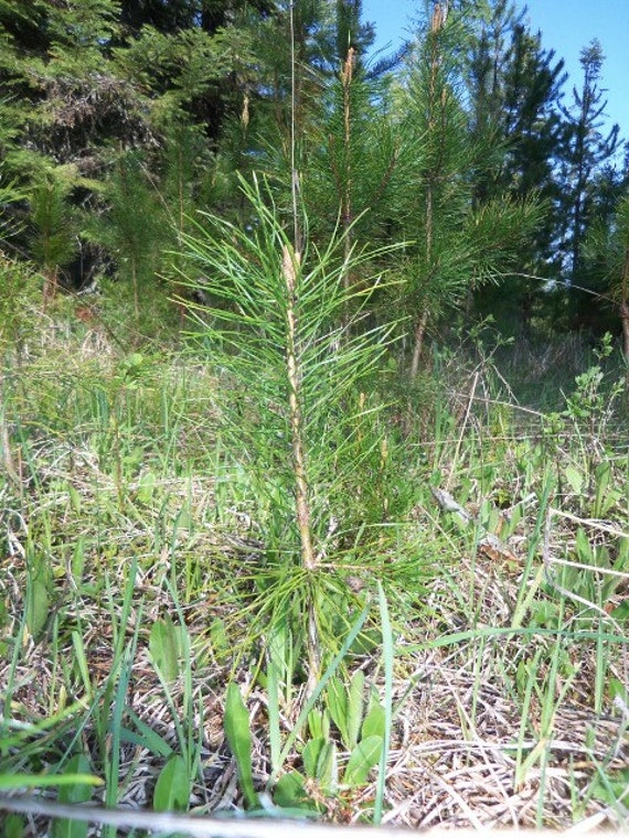 EVERGREEN LODGEPOLE PINE 10 Seedling Starter Trees