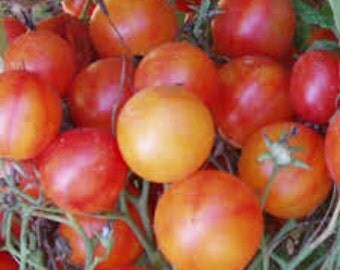 Isis Candy Cherry Heirloom Tomato Seeds, Naturally Grown in the Pacific NW