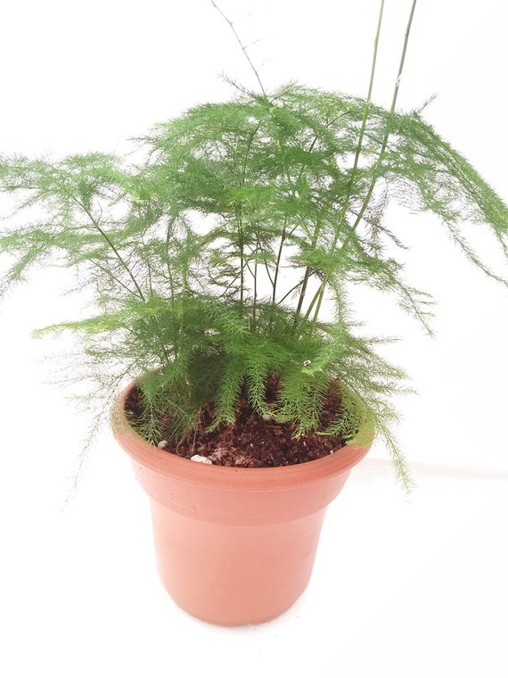 Fern Leaf Plumosus Asparagus Fern 4.5 Unique Design Pot