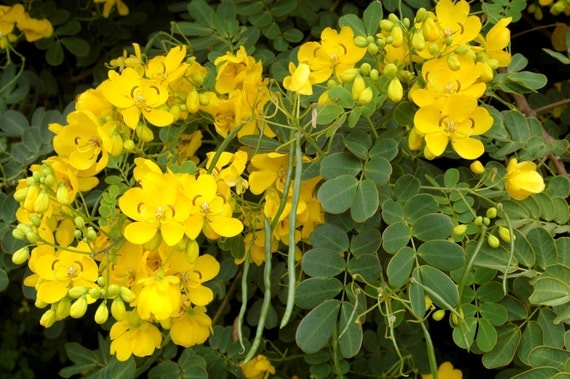 Cassia spp. live plant Butterfly Bush