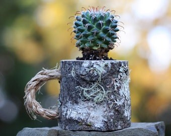 Succulent Plant Pot Air Holder Pod Mini Planter Miniature Pots Succulent Plant Pot Air Holder Pod Mini Planter Miniature Pots