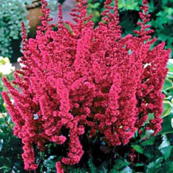 5 ASTILBE 'Visions in Red' Other Names: Plume Flower