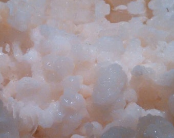 Milk kefir grains {bulgaros}