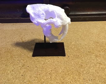 Custom 3D Printed Saber Tooth Skull, Saber Tooth Tiger Skull, Saber Tooth Tiger, Saber Tooth Skull, Saber Tooth, Skull, 3D Printed, Custom,