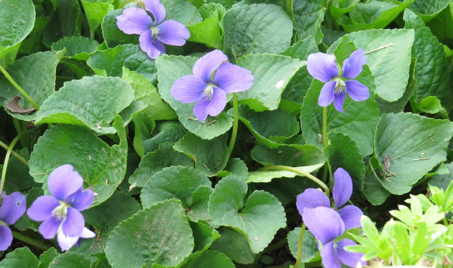 Blue Violet Viola Sororia perennial plants live plants