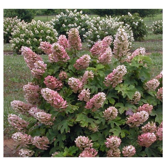 Ruby Slippers Oakleaf Hydrangea A Great Plant