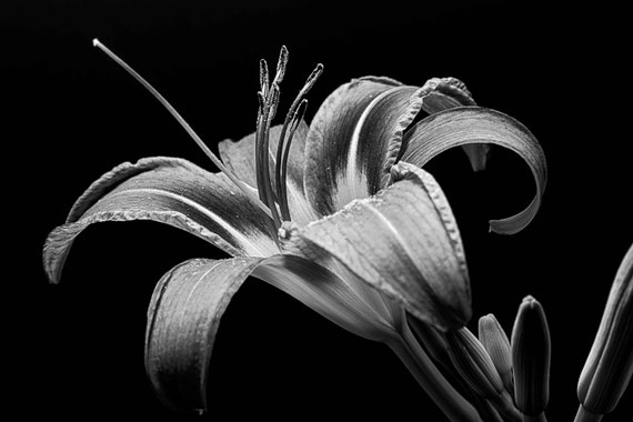 Tiger lily flower in black and white close up or macro