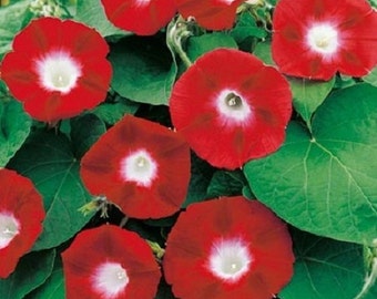 35+ Crimson Rambler Morning Glory Ipomoea / Self -Seeding Annual Flower Seeds