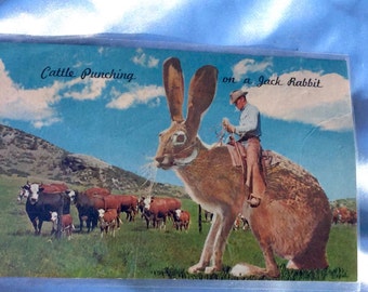 Items similar to Jack Rabbit Drawing on Etsy