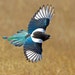 Magpie