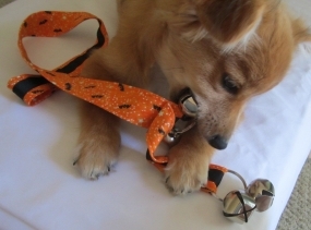 Puppy Training Bells ~ Housebreaking Bells - Halloween Dog Bells