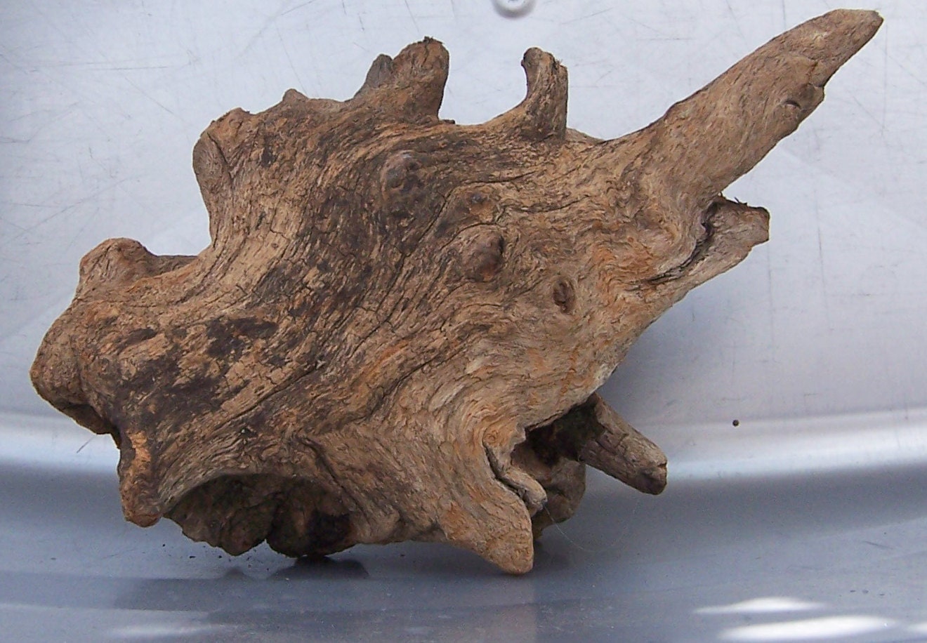 Natural Wood Tree Knot or Root for Art Sculpture, Crafting or Home