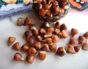 Lot 10 chestnuts (5 mm)