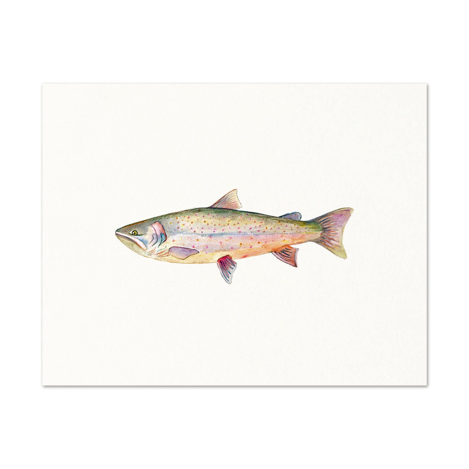 Bull Trout Watercolor Art Print. Trout Wall Art. Fish Art.