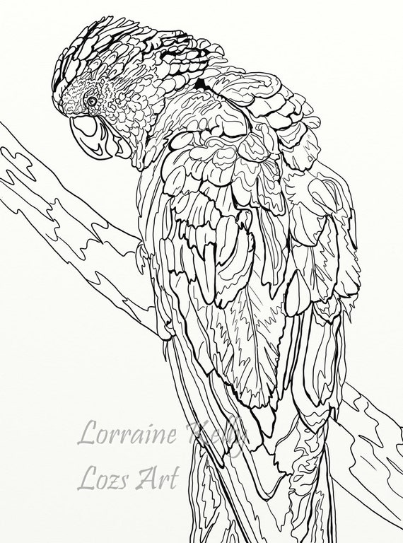 Australian Birds Adult Coloring Book Part 1 12 Pages