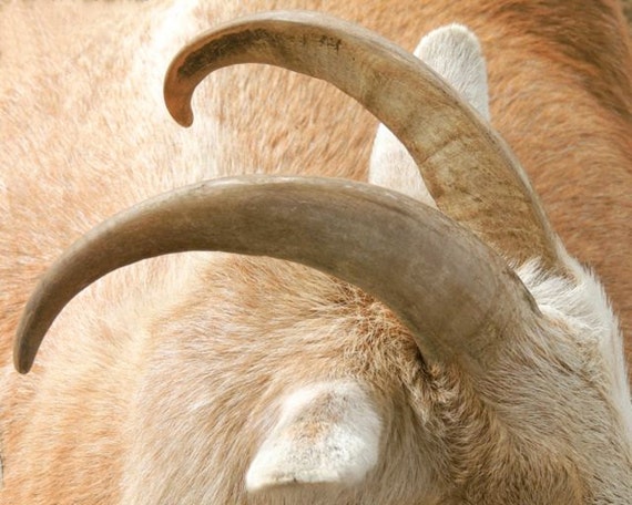 Goat Photograph Goat Horns Goat Ears Goat Horns Portrait