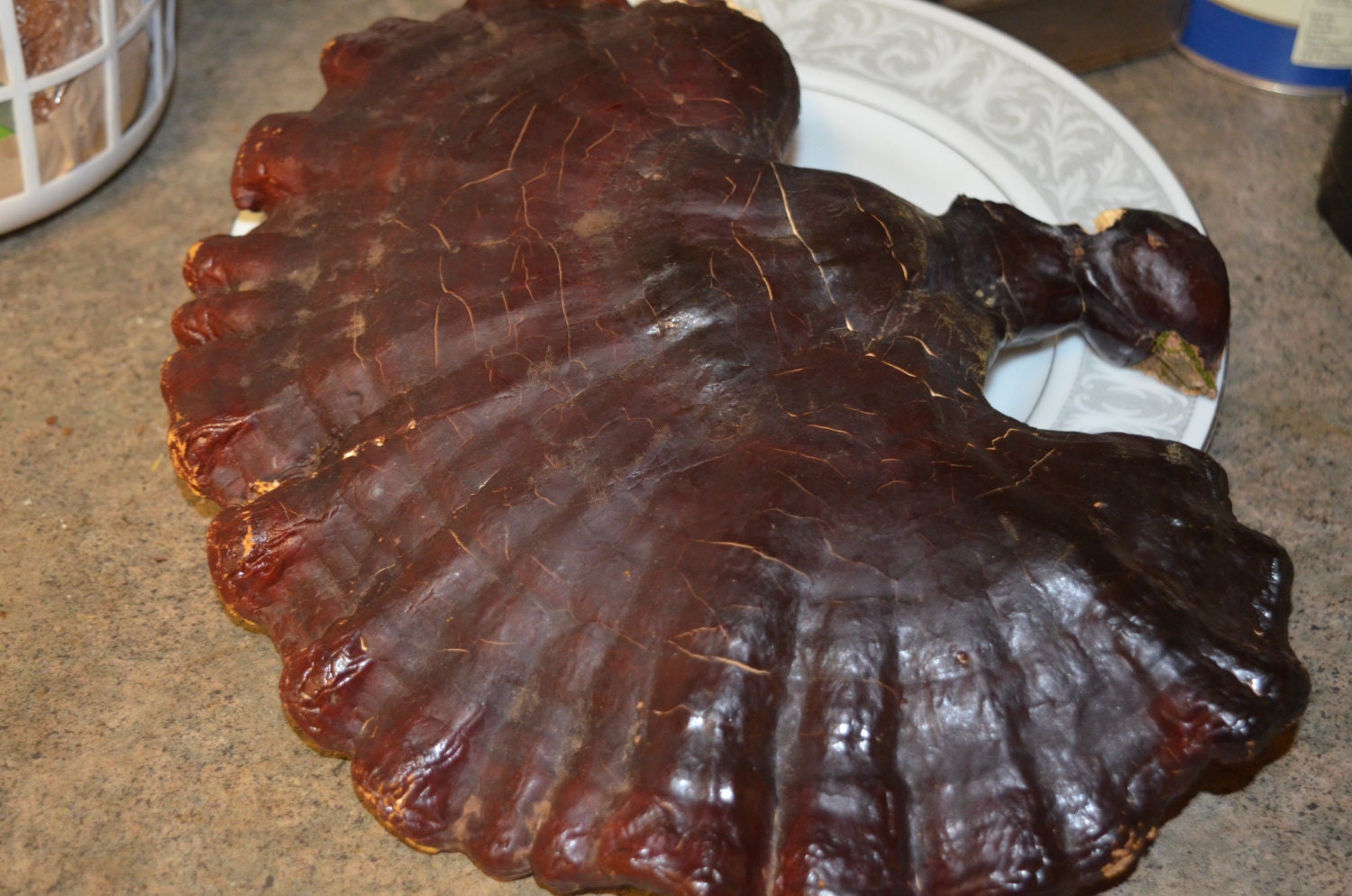 Wild harvested Organic Reishi mushroom whole air dried freshly