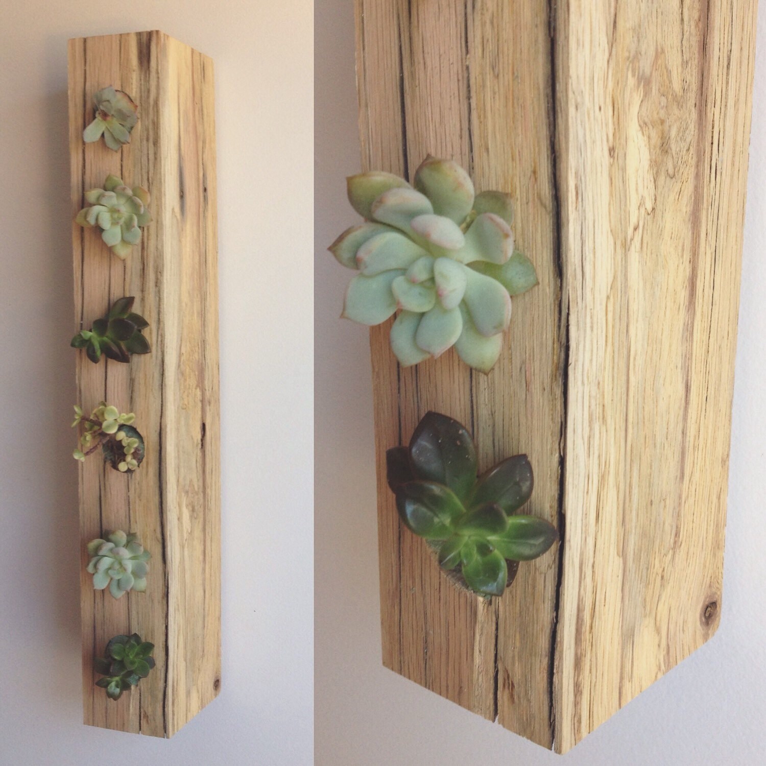 Vertical Succulent/Air Plant Planter by RAKAMOD on Etsy