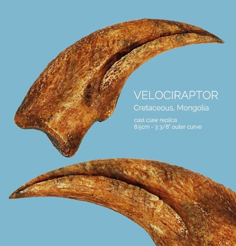 real velociraptor claw fossil for sale