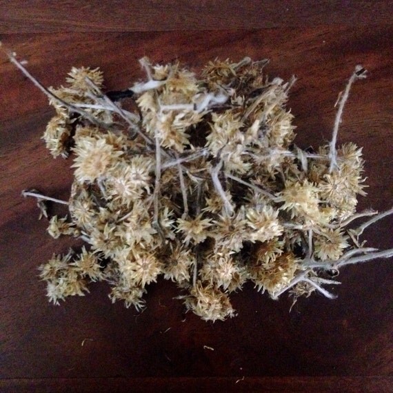 Rabbit Tobacco organic flowering heads wildcrafted by MettaState