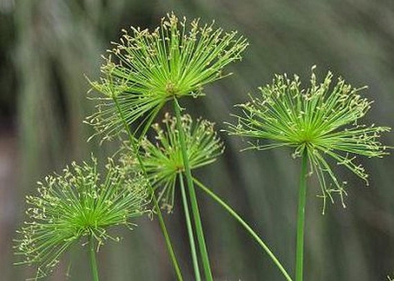 dwarf egyptian papyrus