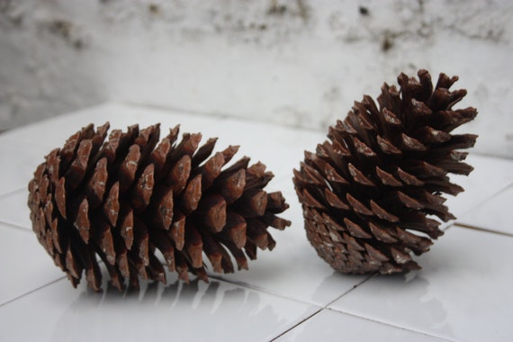 large maritime pine cones 100 natural pine cones large maritime pine cones 100 natural pine cones