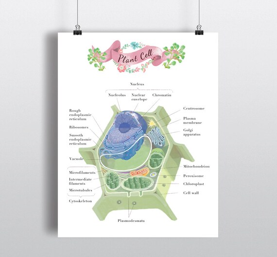 Plant cell Poster Art print wall decor 11 x 14 by TheForestCloak