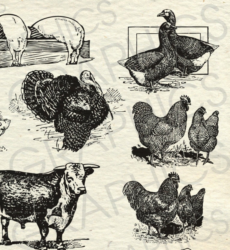 Vintage Farm Animal Illustrations Printable Farm Animals Clipart Farm ...