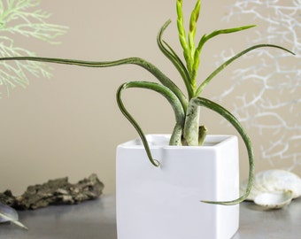 Mini Planter White Cube Ceramic vase, gift mom, square geometric plant pot, Modern Pottery, Handmade Succulent Air plant cactus desk decor