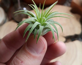 Air Plant - Tillandsia Ionantha - 1-2 Inch Size - Excellent gift or Wedding Favor