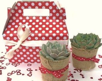 Birthday Gift Box with Succulents-Garden in a Box-Succulent Gift Box-Teacher Gift idea-Birthday Gift-Gardener Gift Kit-Gift for Her