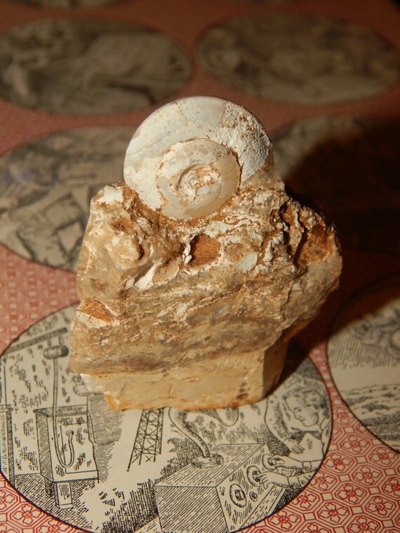 Gastropod Shell Fossil Smooth Spiral Shell Fossil Real