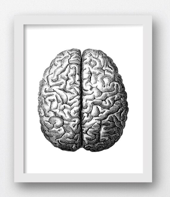 Anatomical Prints Gray Matter Anatomical Brain Vintage