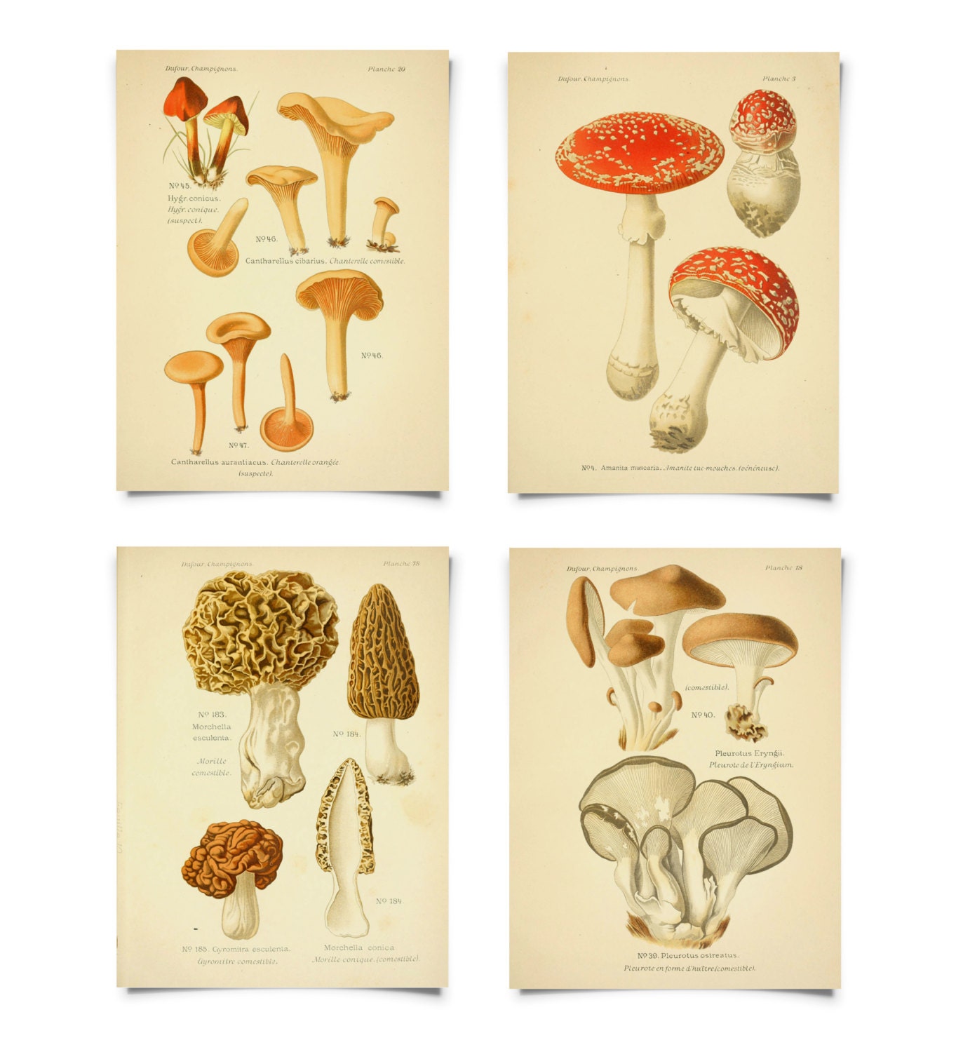 Mushroom Print Set Botanical Champignons French Fungi Charts Set
