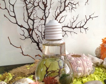 Marimo moss ball terrarium with stand/live plants/moss ball/industrial decor /home decor/office decor/planters/gift for him/gift for her