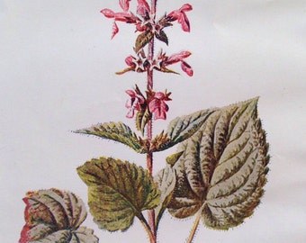 1878 HEDGE STACHYS Original Antique Botanical Lithograph - Botany - Flower - Wall Decor - Home Decor - Matted & Ready to Frame