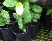 1 Live Soursop Guanabana Fruit Plant - Mang Cau Xiem Gai - 3 To 5 Inches Tall -m71