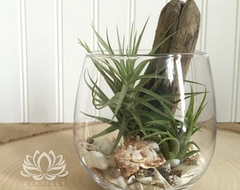 Stemless Wine Glass Tillandsia Terrarium by Zentilly©