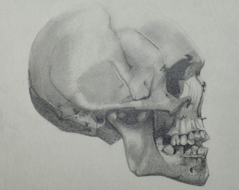 Skull Side View, Original Graphite Drawing, 9.5X9.5