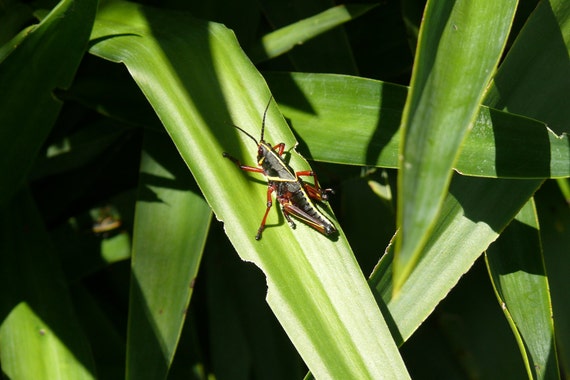 Florida Cricket