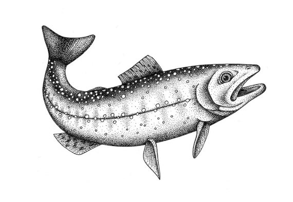 Brook Trout Orignal Drawing