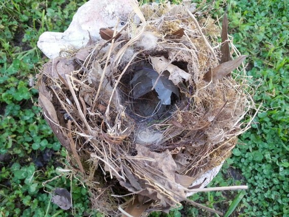 on sale now large all natural bird nest for shadowbox on sale now large all natural bird nest for shadowbox