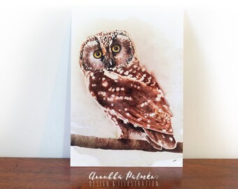 Watercolor boreal owl, postcard, parrot art, bird illustration